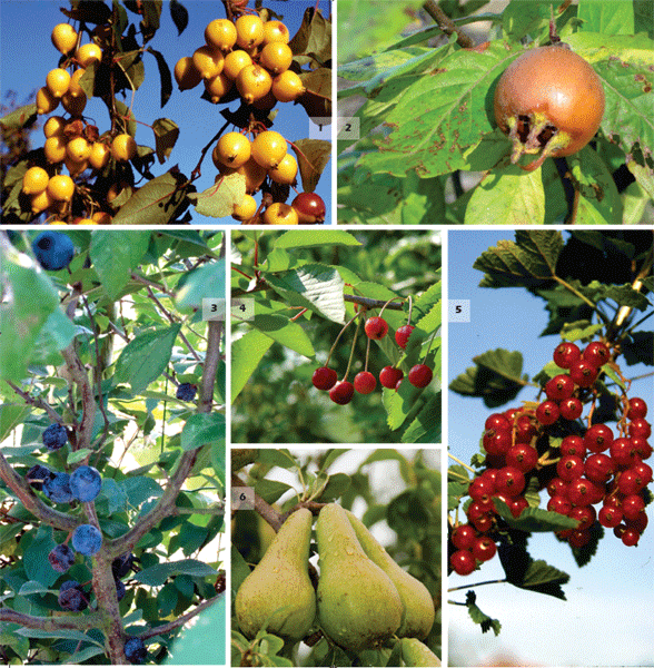 arbres-fruitiers