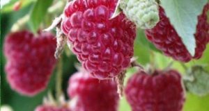 Promo sur les petits fruit