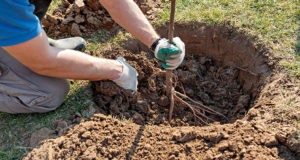 Quelle période pour planter les haies?